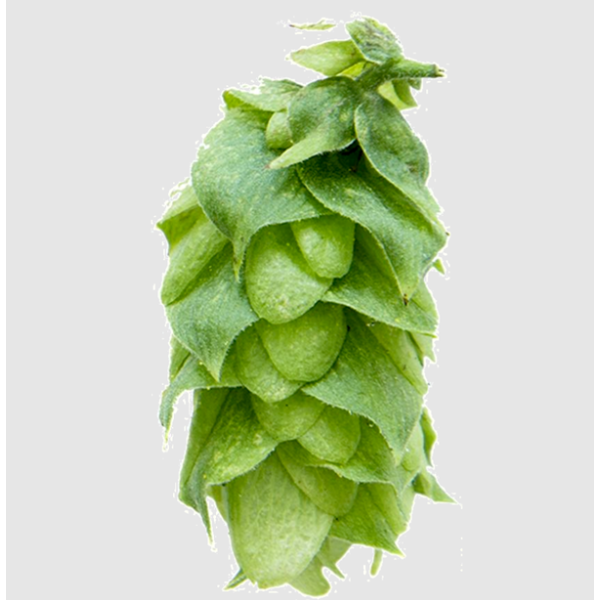 Styrian Cardinal Hops (5kg) Polish 2020