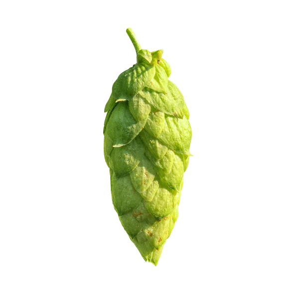 Styrian Eagle Hops (5kg) Polish 2020