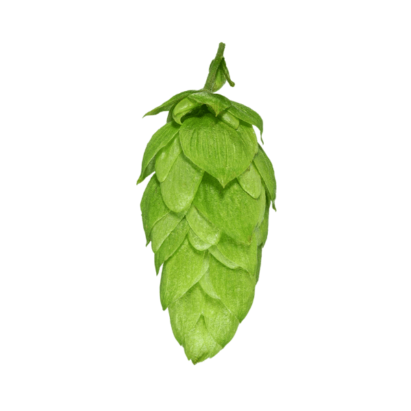 Taiheke Hops (5kg) New Zealand 2022
