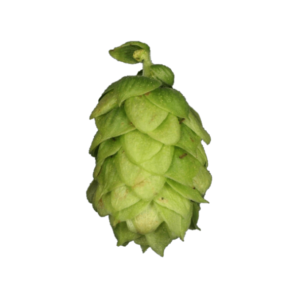 Tettnang Hops (5kg) German 2022