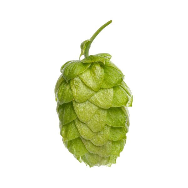 Wakatu Hops (5kg) New Zealand 2022