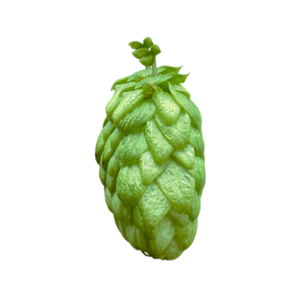 WGV Hops (5kg) British 2022