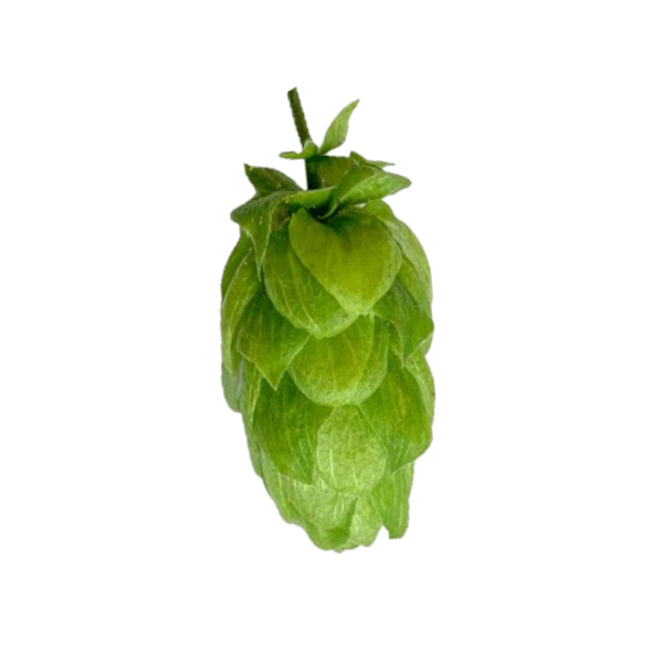 Willamette Hops (5kg) American 2021