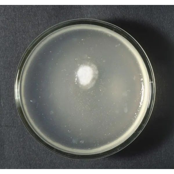 Yeast Culture Supply: Live 