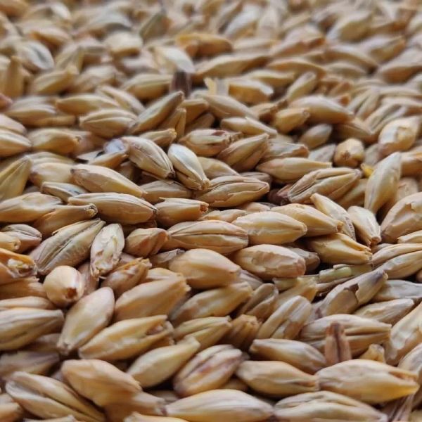 Pilsner Malt (25kg)