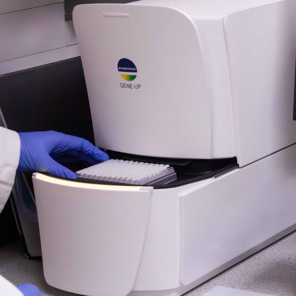 Pcr Identification Of Beer Spoilage Bacteria Microorganisms